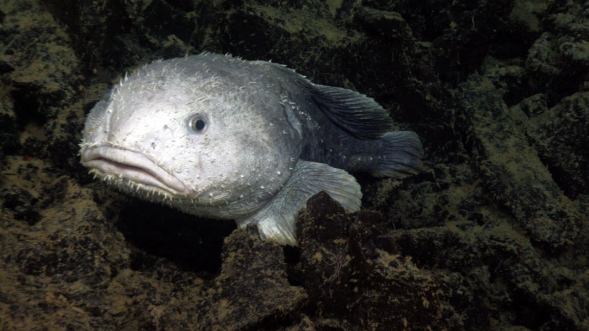 A spiny blobfish